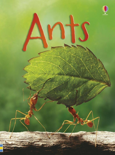 Picture of Ants Usborne